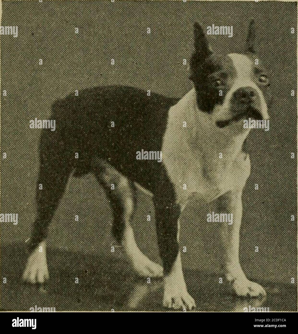 . Chiens comme compagnons à la maison; un livre pour tous les amoureux de chiens . nce plus. CHAPITRE II Races adaptées. Groupe deux : Terriers. La famille de terrier de T^HE est une grande famille-*- dans toutes ses ramifications, et l'amant de chien d'embryon, souhaitant posséder cette variété aura un champ de widefield pour aller plus. Le terrier devrait avoir plus d'action que les variétés de jouets et si c'est possible, un placeshit devrait être fourni où il peut sortir des portes pendant au moins deux ou trois heures par jour. Si cela n'est pas possible, alors il doit être conduit à un pardonné ou un endroit ouvert où il peut courir et faire de l'exercice, car un terrier qui est tenu con-amende est comme enti Banque D'Images