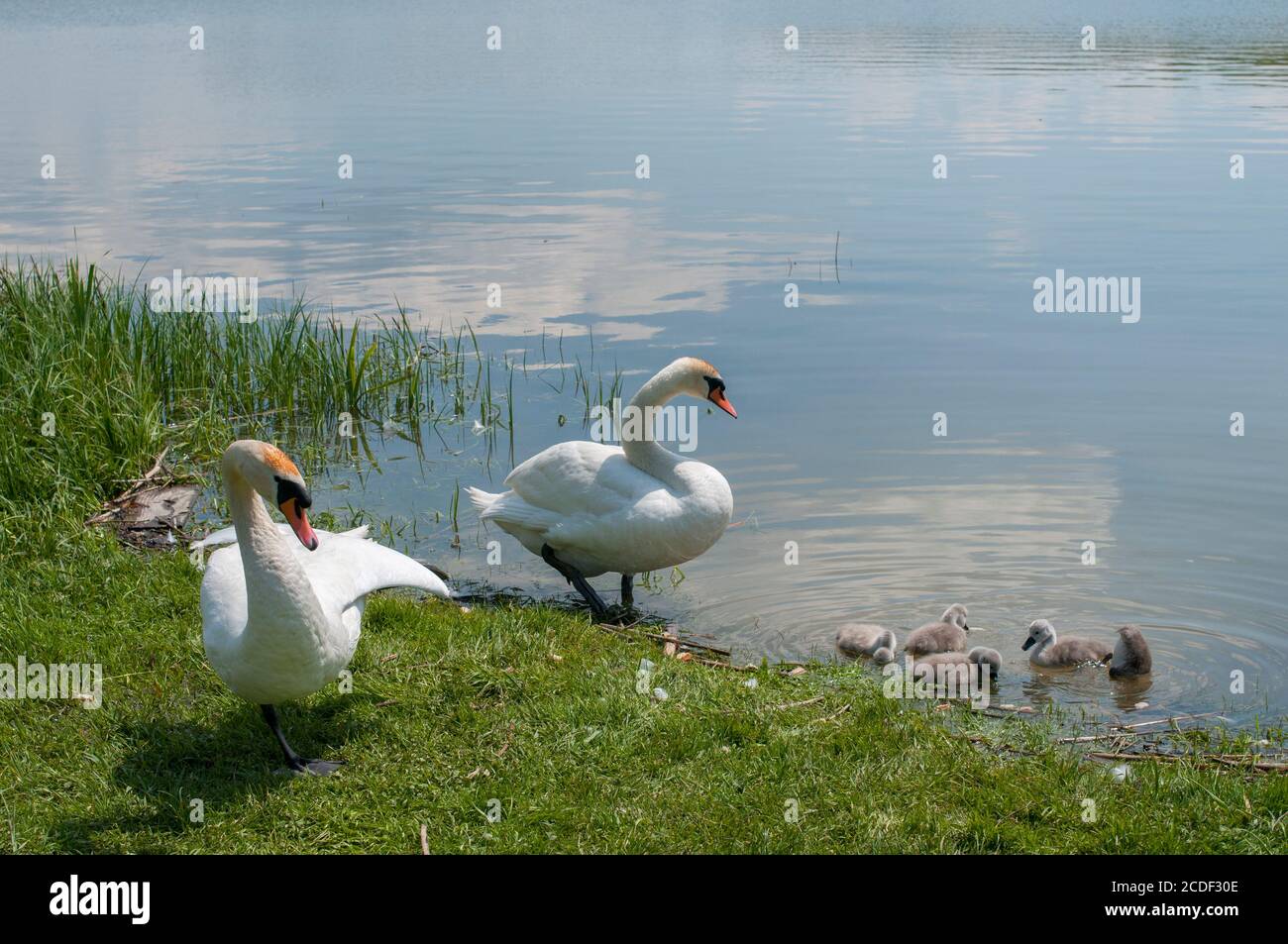 une femelle de cygne blanc avec de petits cygnes nagres dans un étang Banque D'Images