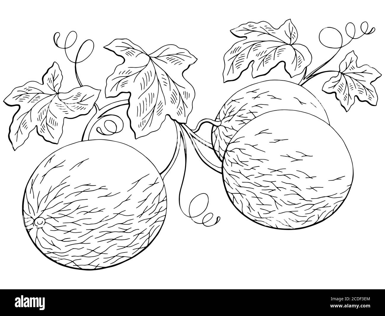 Melon graphique plante noir blanc isolé esquisse vecteur d'illustration Illustration de Vecteur