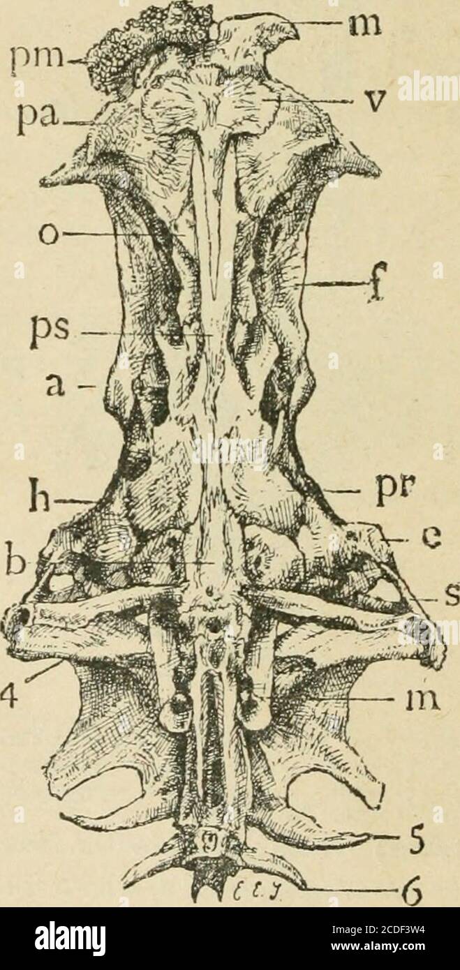 . Une introduction à la zoologie : pour l'utilisation des écoles secondaires . piotic ; t. supraclavicule ; so. Supraoccipitalpine ; 4. Processus transversal de la quatrième vertèbre. Fontanelles postérieures) qui séparent les deux bonesfrontales sauf pour un pont intermédiaire court, où ces os (qui forment une partie attenteVjle du toit crânien) articulées par suture aserrée. Devant la fontanelle antérieure se trouve l'os themesethmoïde* derrière l'postérieur, le supra-occipital. 22 ZOOLOGIE DU SECONDAIRE. Le premier terminant anteiorly dans une encoche, le dernier posteri-orly dans une colonne vertébrale bifide. Quatre projections de chaque l Banque D'Images