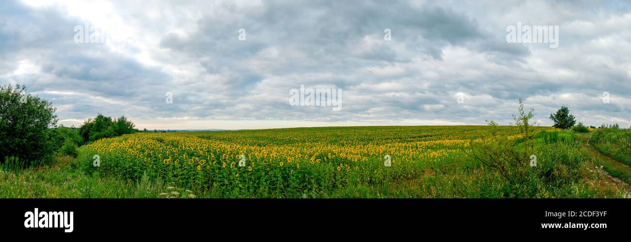 Champ de tournesol dans l'après-midi. Panorama de la belle nature paysage. Terrain de ferme scène idyllique Banque D'Images