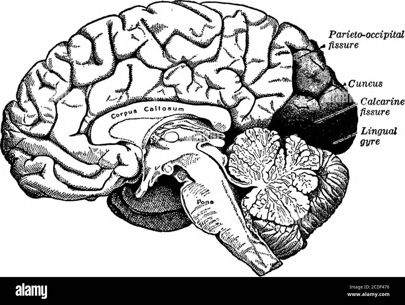 . Éléments de la psychologie physiologique; un traité des activités et de la nature de l'esprit, du point de vue physique et expérimental . IT., p. 636. La méthode de myélinisation n'a pas encore exclu le gyroscope précentrique de la partie d'être-ing de la station de réception; et la structure interne du précentrique est dans certains aspects importants comme celui des centres sensoriels connus. Il y a encore de l'achatance que certaines fibres sensorielles mènent directement à la zone motrice, • Ueber d. En plus Grosshirnrinde (Berlin, 1881; 2e éd., 1890). LA ZONE VISUELLE 247 latum au lobe occipital, et constituant le conti Banque D'Images