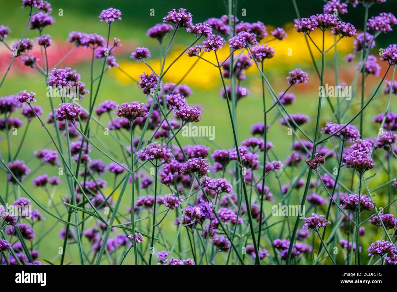 Verbena brésilienne dans le jardin Verbena bonariensis Banque D'Images