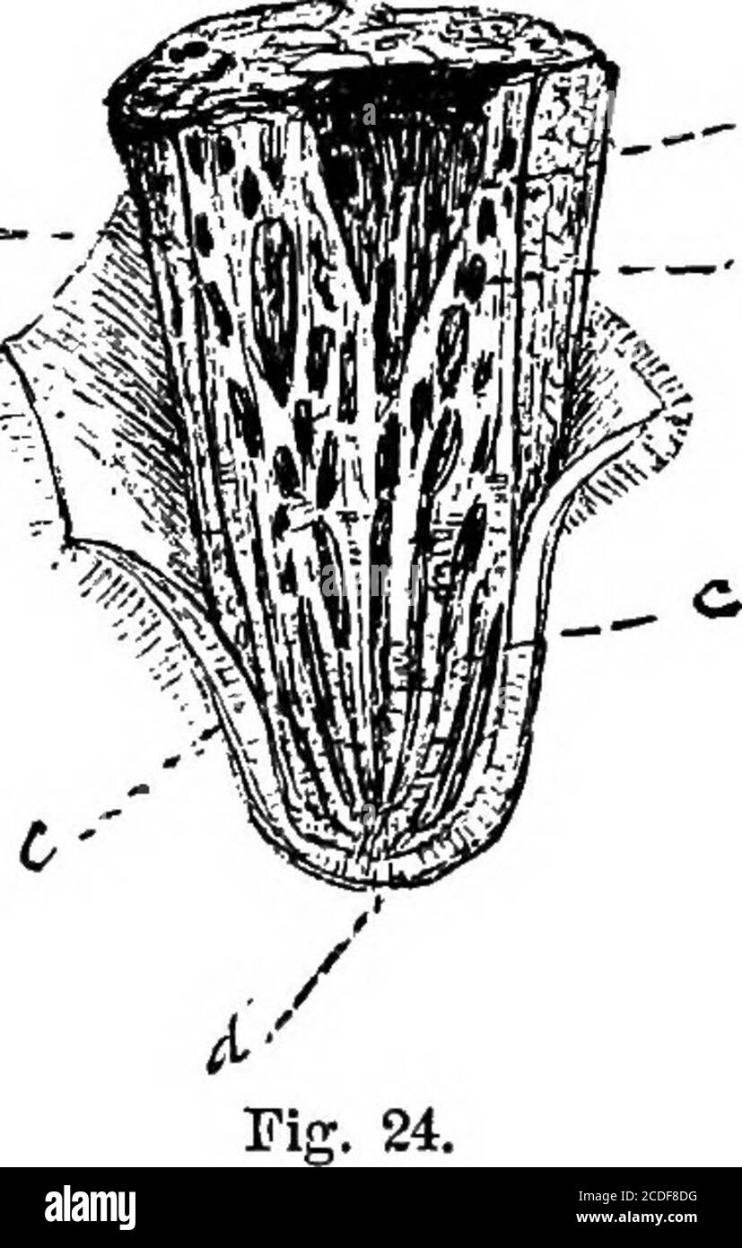 . Le manuel du dairyman. Un traité pratique sur la laiterie .. . organes décrits ci-dessus, du tissu conjonctif, des artères, des veines, des vaisseaux ca-pillaires, des nerfs et des absorbeots. Il est suppliéavec du sang par l'artère pudique externe   £r et restrequiwo ensembles de veines pour com-plet la circulation, onedeep, qui suit les ar-teries, et un superficiel, qui converge en theGreat veine abdominale qui passe du pis près de la peau et. Entre dans l'ab-domen derrière la région ombilicale-cal. Ce grand veinis communément appelé la milkvein, et est à juste titre supposedto indiquer par sa proéminence le plus grand Banque D'Images