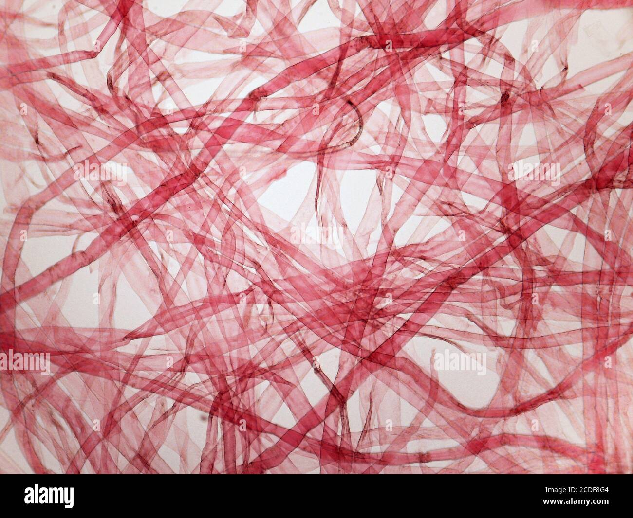 Microphotographie de fibres de papier. Banque D'Images