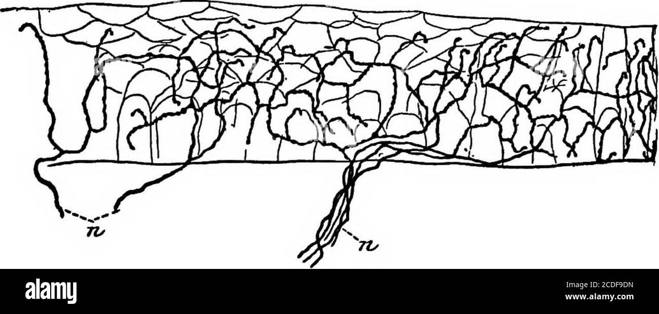 . Éléments de la psychologie physiologique; un traité des activités et de la nature de l'esprit, du point de vue physique et expérimental . ter Frey.) a, axon avec ses gaines; h, système de tunicsconstituant la capsule du thécorpcle; c, canal axial, dans lequel se termine la fibre nerveuse. 182 LES ORGANES FINAUX DU SYSTÈME NERVEUX ont été prouvés en montrant que les fibres nerveuses qui les pénètrent dégénèrent après la section des racines spinales ventrales supplysle muscle en question/ ces fibres nerveuses, par conséquent, proviennent des racines dorsales et sont sensorielles. Les broches de tendon se trouvent dans la partie d'un tendon nea Banque D'Images