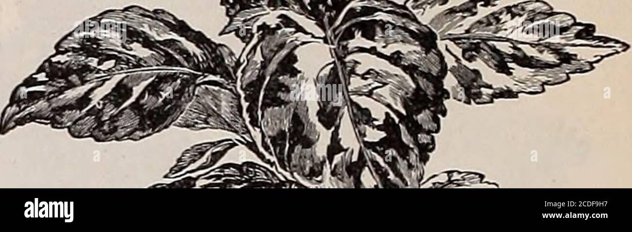 . Champ de jardin de Beckert et graines de fleurs . ERFURT DOUBLE ROSE NAIN. Nobelties dans Tlolver Seeds 30 WM. C. BECKXRT, ALLEGHENY, PENNSYLVANIE. Coleus hybridus ornatus Splendid Coleus à grands feuillues, avec un feuillage remarquablement beau ; feuilles irregu-larly tachetées et marbrées de pourpre noir, rouge sang, carmin et rose, abondamment arrosées de blanc, jaune, vert et brun, produisant une belle combinaison de couleurs. Groupe cts 25 Mignonette, roi des Dwarfs plantes de forme de brousse très soignée, atteignant une hauteur de 5 à 6 pouces ; fleurs de cime très grandes ; couleur rouge vif. Très bien pour pot culte Banque D'Images