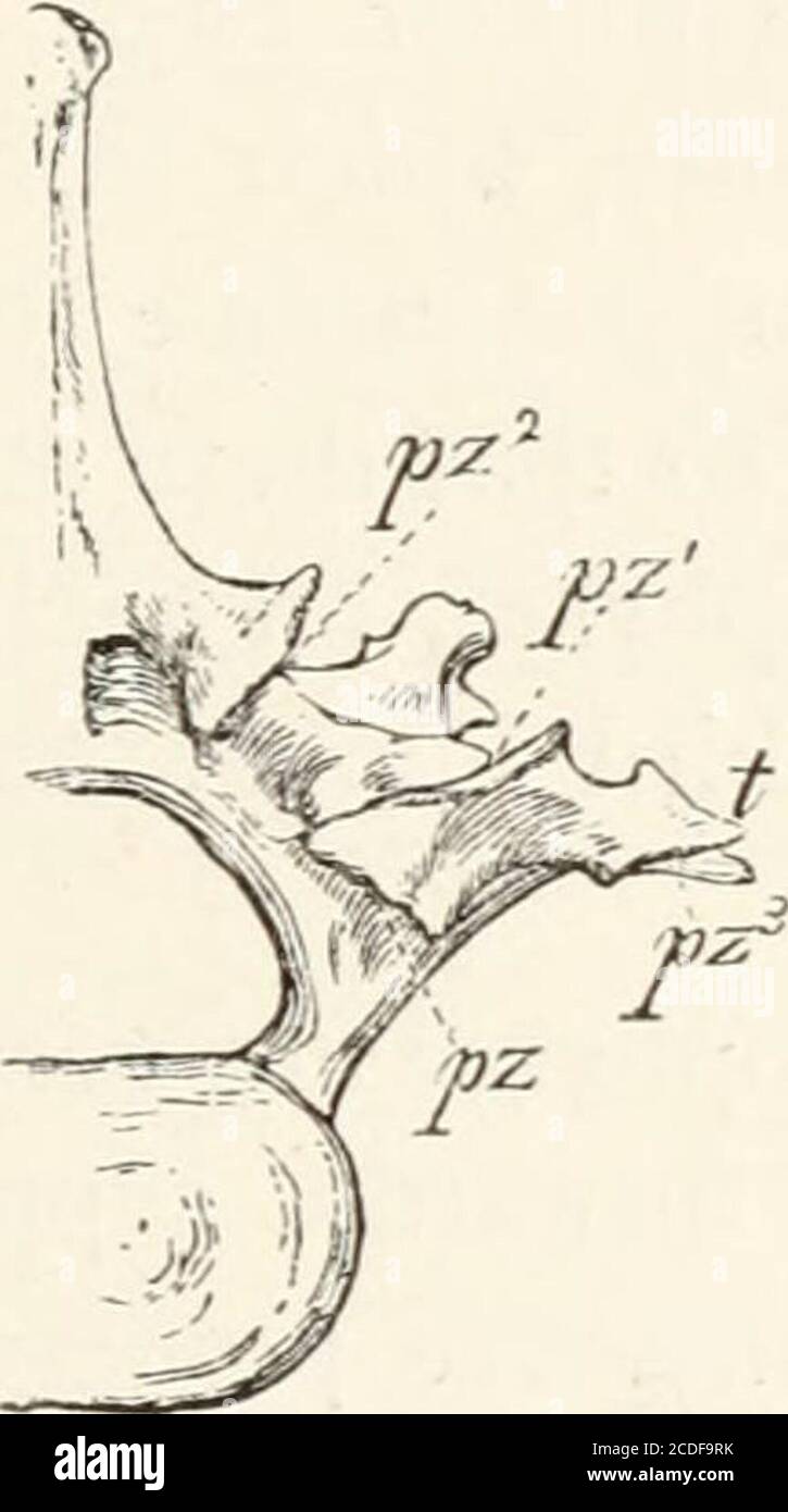 . Une introduction à l'ostéologie de la mammalia . qui regarde vers le haut et s'articule avec un processus corre-spongieux dirigé vers le bas (azl) développé sur la partie supérieure de l'arche de la vertèbre suivante, en dessous de la métapholyse (;;/). Ainsi, la vertèbre a un processus projetant vers l'arrière, avec le visage articulaire aplati sur sa surface supérieure et sous, s'adaptant dans un profond recesson le bord antérieur de l'arche de la vertèbre derrière,. Banque D'Images