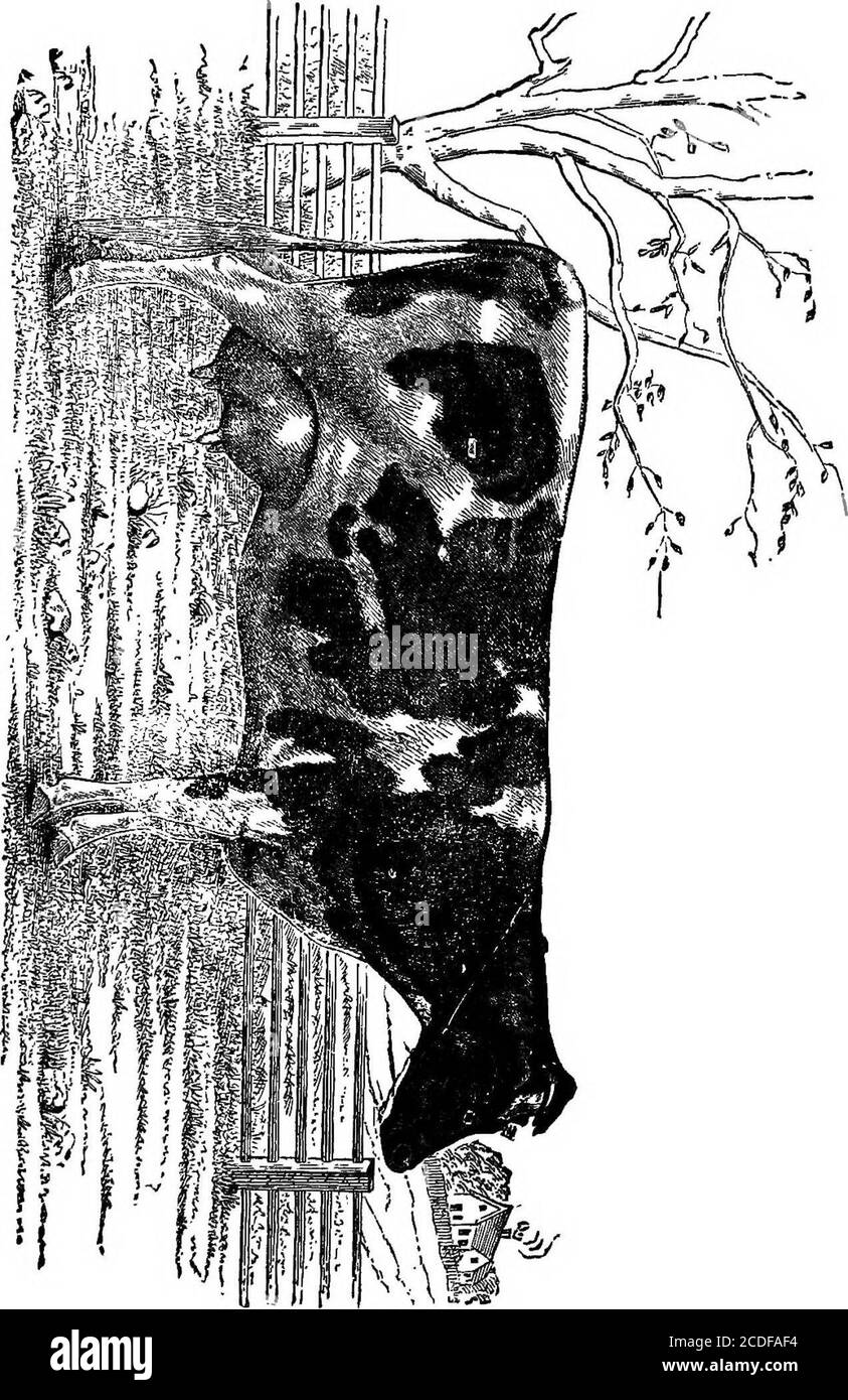 . Le manuel du dairyman. Un traité pratique sur la laiterie .. . h son premier veau, qui a chuté lorsque le barrage avait moins de deux ans, donne le produit quotidien pour le premier, le quinzième et le dernier jour de chaque mois en une année, dont le produit entier était un peu plus de 3000quarts:— 1er. 15. 30e. 1879 lb lb lb lb lb 33 31 30 mars Apiil. 31 34 33 mai 294 31i 304 juin - 304 304 324 juillet - 31 294 294 août.-. 39 2S 264 septembre 26 24 21 octobre 21 2C4 19i novembre. 18 18 204 décembre 214 20 194 1880. Janvier 20 19 19 Febraaiy 18 184 174 son deuxième veau a été lâché en avril 1880, Banque D'Images