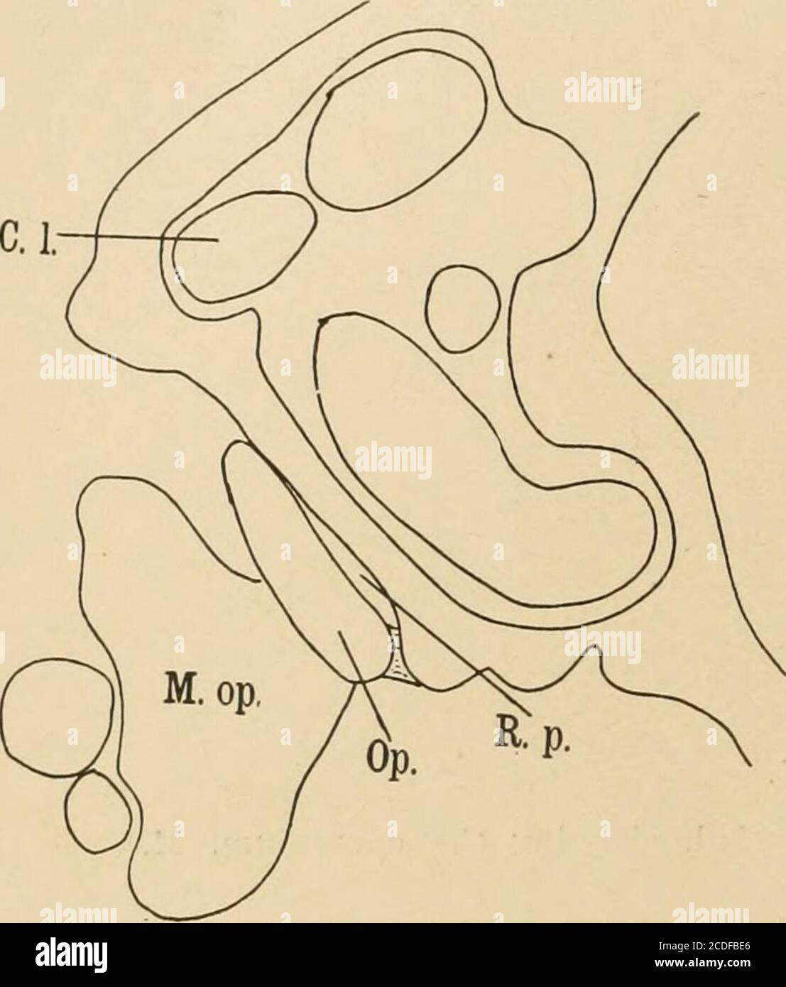 . Journal de morphologie . Figure 42.—Salamalaiidra adulte. Figure 43.—Triton adulte. Le Jouknal de MoKPHOLOGr.—vol XX, n° 4. Plaque VI Figure 44. La même chose. Section plus loin caudad, montrant l'opercule, M.opercularis et recessus perilymphaticus. Figure 45. Gyrinophilus porphyriticus, adulte. Section à travers la céphalicène du fenestra vestibuli et l'extrémité distale du stilus columellse montrant son articulation. Notez la relation entre les vaisseaux sanguins et le nerf facial. Figure 46. La même chose. Section à travers la base du stilus, quelques sectionsplus loin caudad. Figure 47. La même chose. Plusieurs sections plus loin c Banque D'Images