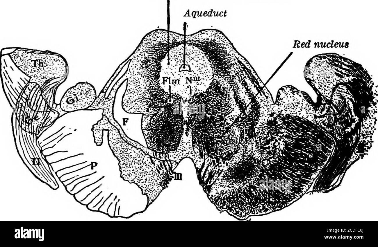 . Éléments de psychologie physiologique; un traité des activités et de la nature de l'esprit, du point de vue physique et expérimental . Figure 38.—coupe transversale du cerveau moyen au niveau de la tlie de la Quadrigemina postérieure. (Mars-burg.) À la place du quatrième ventricule, nous avons ici l'aqueduc étroit, AQ. Abovethis, de chaque côté, se trouve la quadrigemme postérieure, Qp. L'aqueduc est immédiatement entouré de matière grise, en dessous de laquelle est FLM, le faisceau longitudinal médian. Belowthis est une grande masse de fibres décussiantes, D, des pédoncules cérébelleux supérieurs; belowand à côté de cela Banque D'Images