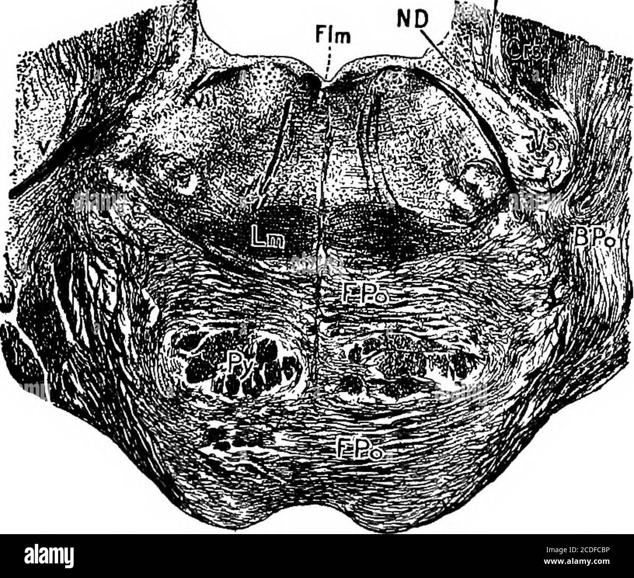 . Éléments de psychologie physiologique; un traité des activités et de la nature de l'esprit, du point de vue physique et expérimental . M. J SI ^ ^ II FIA. 37.—coupe transversale des Pons au niveau du cinquième nerf. (Marbourg.) Y (à la gauche) est le cinquième nerf; des parties des sixième, septième et huitième nerfs sont également indiqués par des chiffres romains; FPO., des faisceaux de fibres pontines, qui passent à BPO, le pédoncule du cere-bellar du milieu. Le cervelet est coupé, le biit est à penser comme étant couché à l'arrière-plan et au-dessus, au-dessus du quatrième ventricule qui apparaît en haut de la figure. Pyis Banque D'Images
