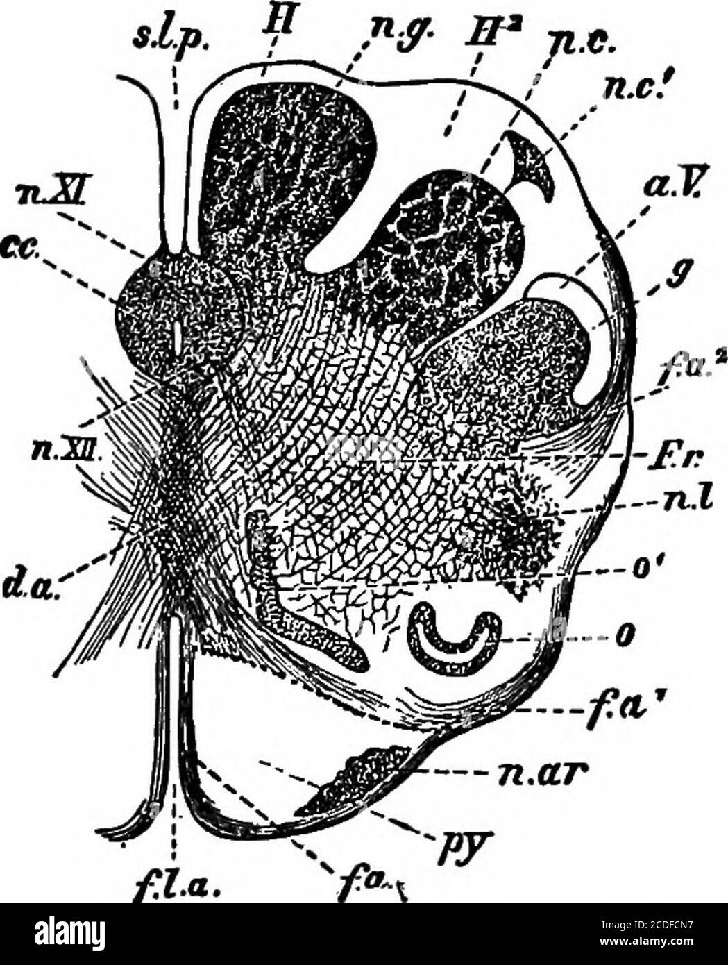 . Éléments de la psychologie physiologique; un traité des activités et de la nature de l'esprit, du point de vue physique et expérimental . la référence du cerveau vient de la corde est en grande partie due à la circonstance que la cavité centrale des tubercules neuraux s'ouvre en ventri-cles, et à tout moment se trouve près du côté dorsal. En passant par le haut de la corde, nous trouvons le canal central, dans la région inférieure de la labulbe, d'abord en allant vers la surface dorsale, puis en l'openingout dans le quatrième ventricule.la paroi dorsale devient ici une membrane large, la theventricle sus-jacente, et elle-même au-dessus de lai Banque D'Images