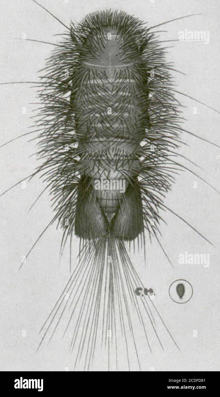 . Insectes nuisibles aux habitations et moiens de les combattants : (avec chapiter sur les animaux nuisibles autres que les insectes) . F.H. Figure 36— Larve do latt-igène noir des tapas, grossieet dimension naturelle (par les au> i Fig. 37- -I.unihiviii buffle des tapis, grossiet dimension naturele (parlesauteurs) un correspondant de Toronto, ont., nous a voyé en septembre 1928, deslarves de lanthrène bigarré, en se plaquant, quelles autres ont fait à faire de tous les tansdes lainages, des soieries e1 dans un sac de papier brun épais qui contenait denouvelles ouvertures de laine qui est à l'arrivée de la Banque D'Images