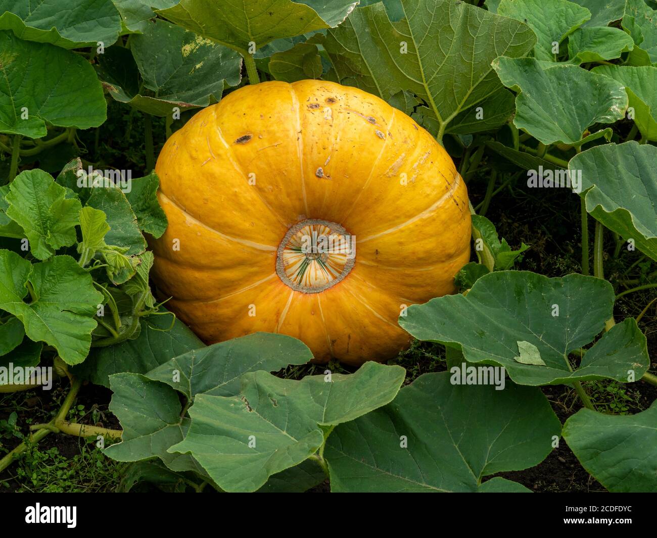 Grande citrouille jaune colorée se développant sur une plante sur le masse Banque D'Images