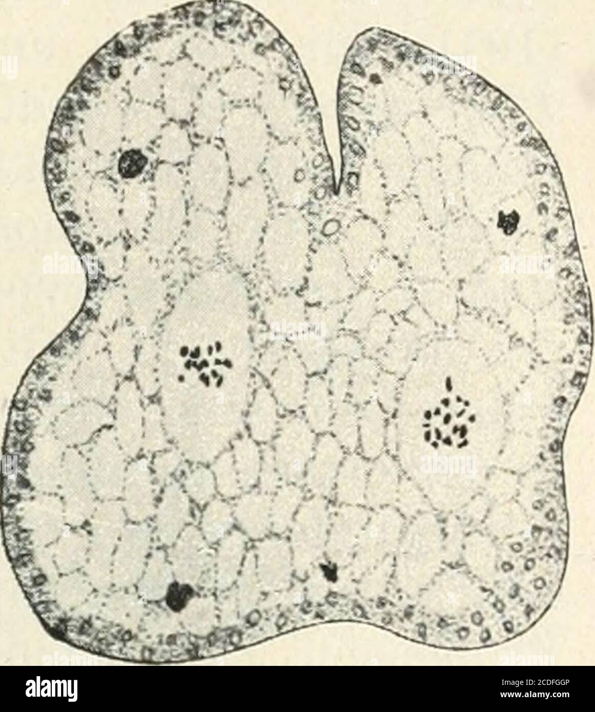 . Allgemeine Pflanzenkaryologie . X •-? .1 ,^. Figure 237. Delesseria sangui-nea. Tetrasporen-Mutter-zelle mit den beiden homüo-typen Spindeln en méta-phase. Vergr. Env. 6ü0.(Nach SvEDELius.) k^:. Figure 236. Delesseria sanguinea. AllotypeTeilungen, a Kern in Synapsis. b beginnendeDiakinese. c heterotype Spindel in Anaphase,d homötype Spindel in Anaphase. Vergr. 2500.(Nach SVEDELIUS.) Figure 238. Nitophi/lumpunetatum. HomöotypeSpindel in Anaphase.Eigenartige „Centroso-meu. Vergr. Env. 1500.(Nach SVEDELIUS.) stutzig, daß hier ein typisches Spirem geleugnet wird. — im übrigensind die Diakinese (b) Banque D'Images