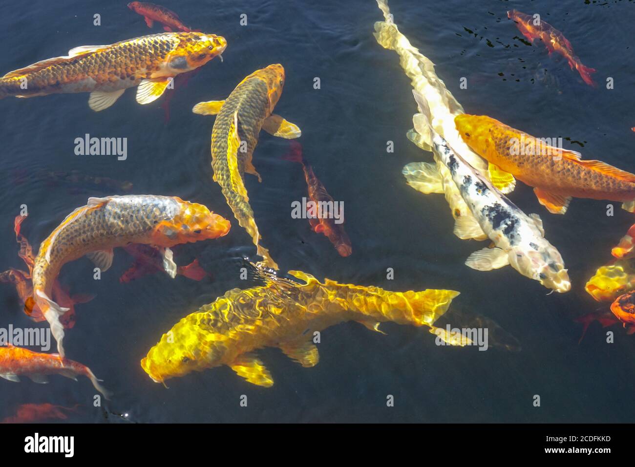 Poissons koï nageant à l'eau Banque D'Images