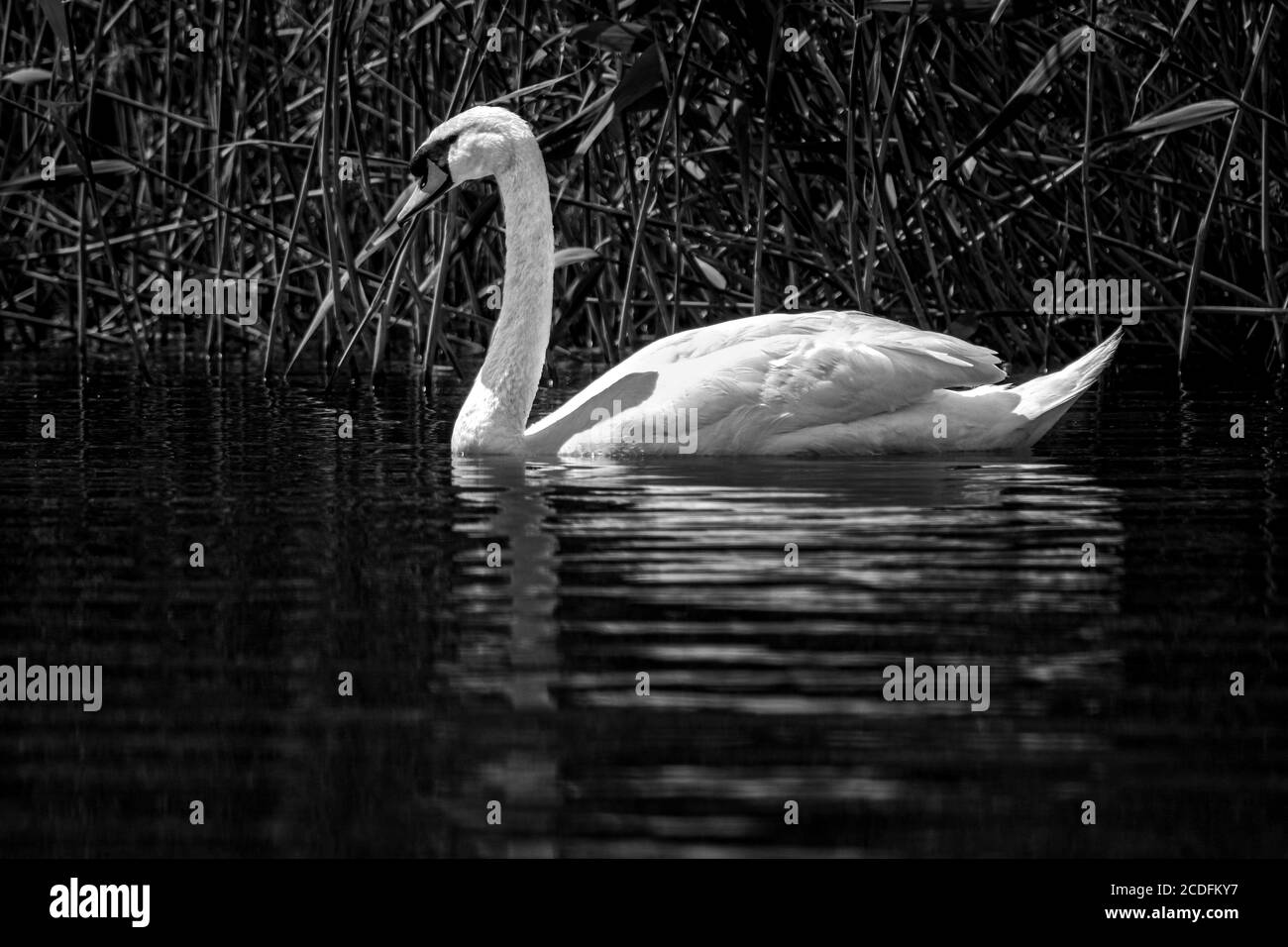 Cygne nageant sur l'eau en noir et blanc Banque D'Images