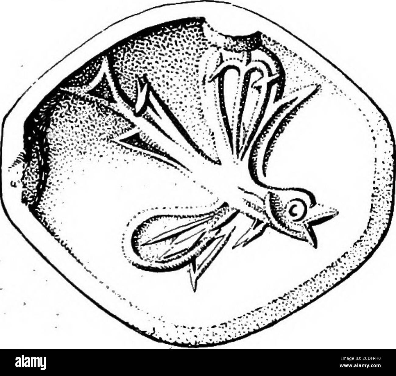 . Le palais de Minos : un compte-rendu comparatif des étapes successives de la civilisation crétoise ancienne comme illustré par les découvertes de Knossos . Figure 497. MottledChalcedoy Intaglio,Knossos. (f) Fig. 499. Amygda-loide cornéenne : poissons volants, f) Fig. 498. CornelianAmygdaloid showingSkaros Fish, (f) l'autre tenant ce qui semble être le poisson très prisé de Skaros ^ de Crète. Ses caractéristiques sont plus pleinement illustrées par un intaglio cornélien du type amygdaloïde ^ exécuté d'une manière audacieuse mais quelque peu sommaire et donnant une perspective curieuse rendu de la natation de poisson Banque D'Images