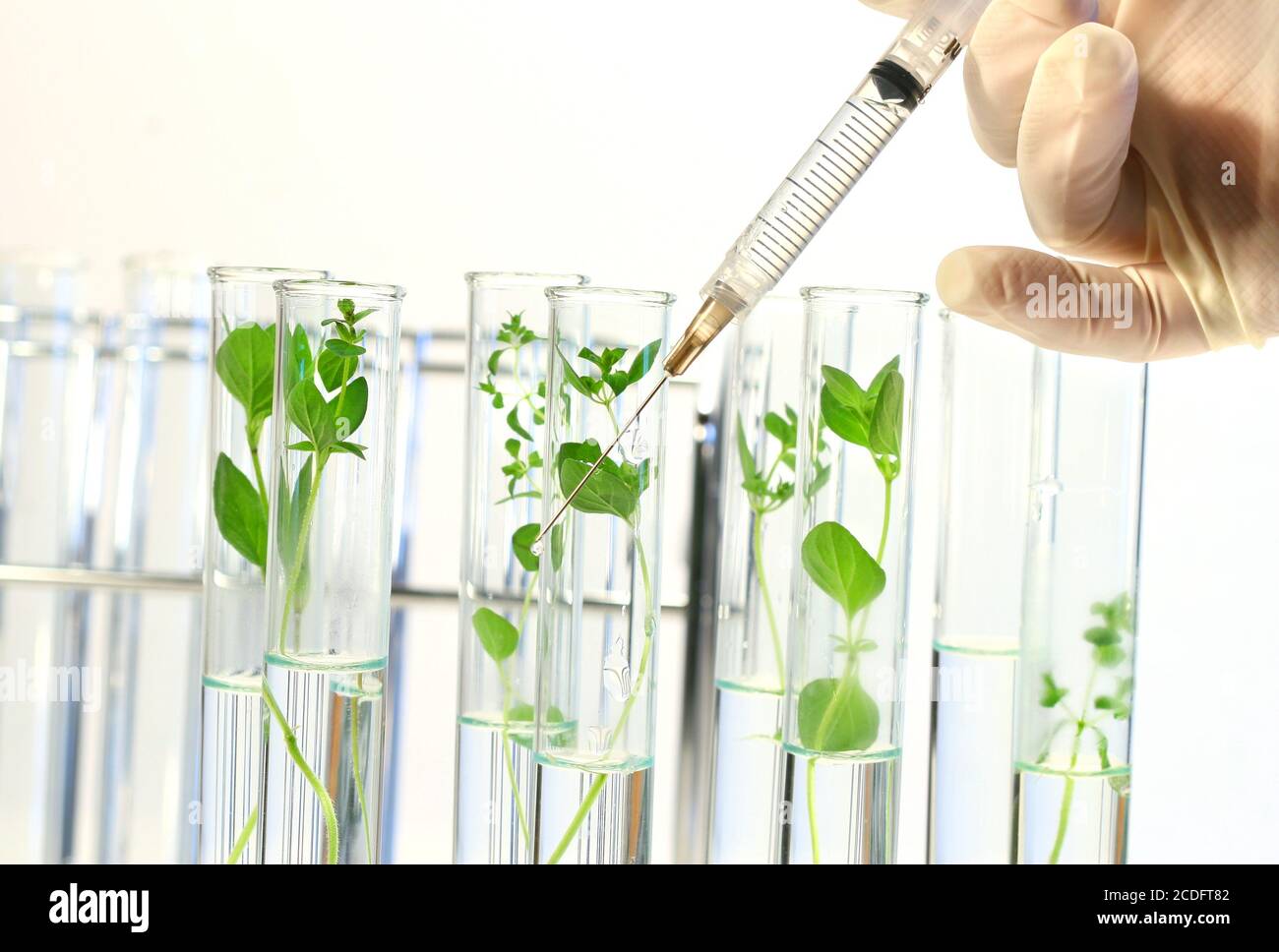 La seringue injecte du liquide dans les tubes à essai Banque D'Images