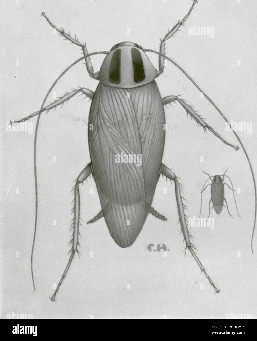 Bookidinsectesnuis Banque D Image Et Photos Alamy