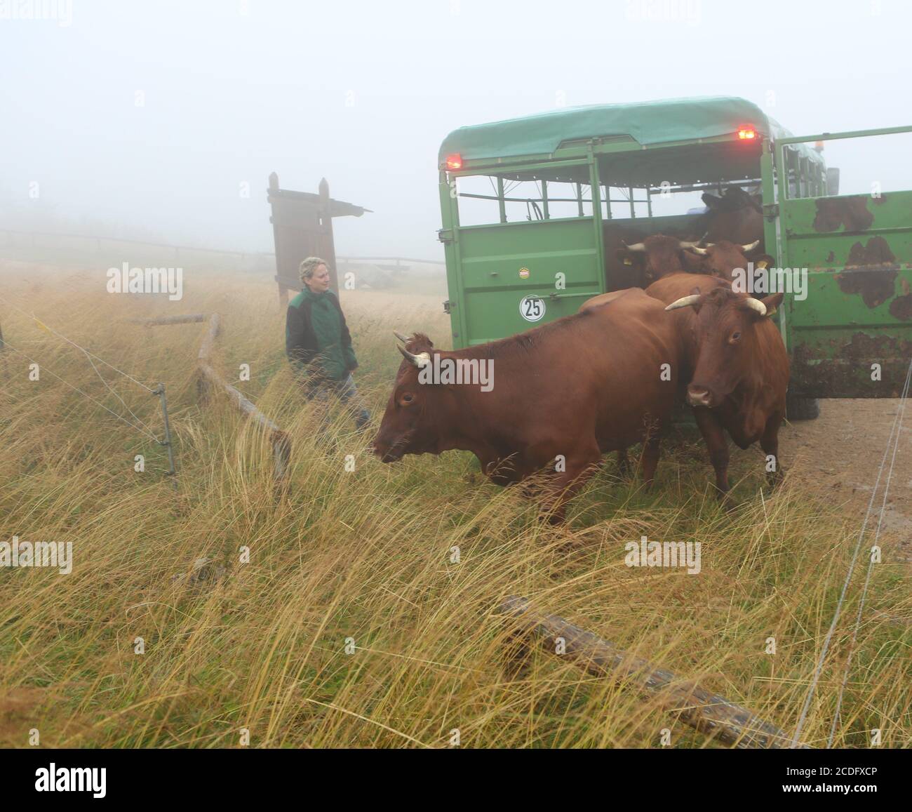 Schierke, Allemagne. 28 août 2020. Les vaches de la race Harzer Rotes Höhenvieh sont amenées au Brocken vendredi. Ici, ils se broutent sur une zone d'essai d'environ 1.5 hectares. Le projet est accompagné du parc national de Harz. Le but est de soutenir la végétation naturelle dans son expansion. Brockenbauer Thielecke, de Tanne, a apporté 6 de ses 500 animaux de troupeau au Brocken. Credit: Matthias Bein/dpa-Zentralbild/dpa/Alay Live News Banque D'Images