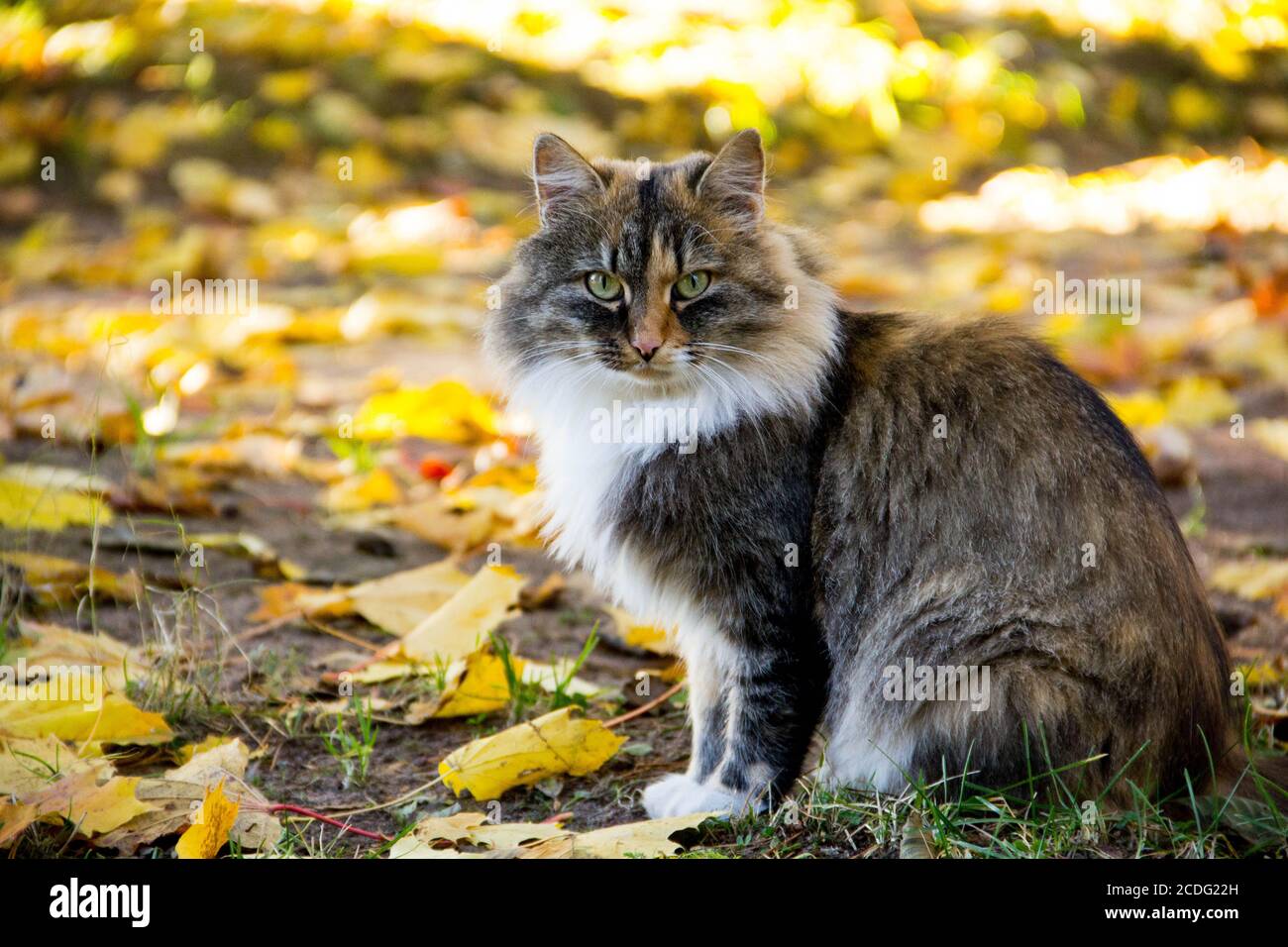 chat grasse
