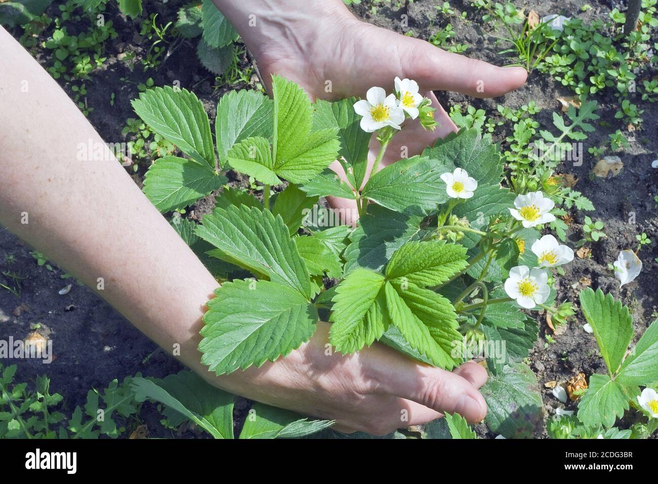 Soin des plantes le concept Banque D'Images