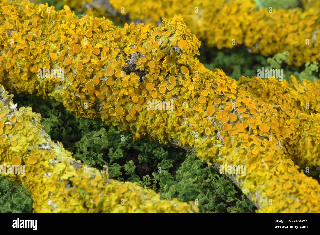 Lichen jaune sur une branche Banque D'Images