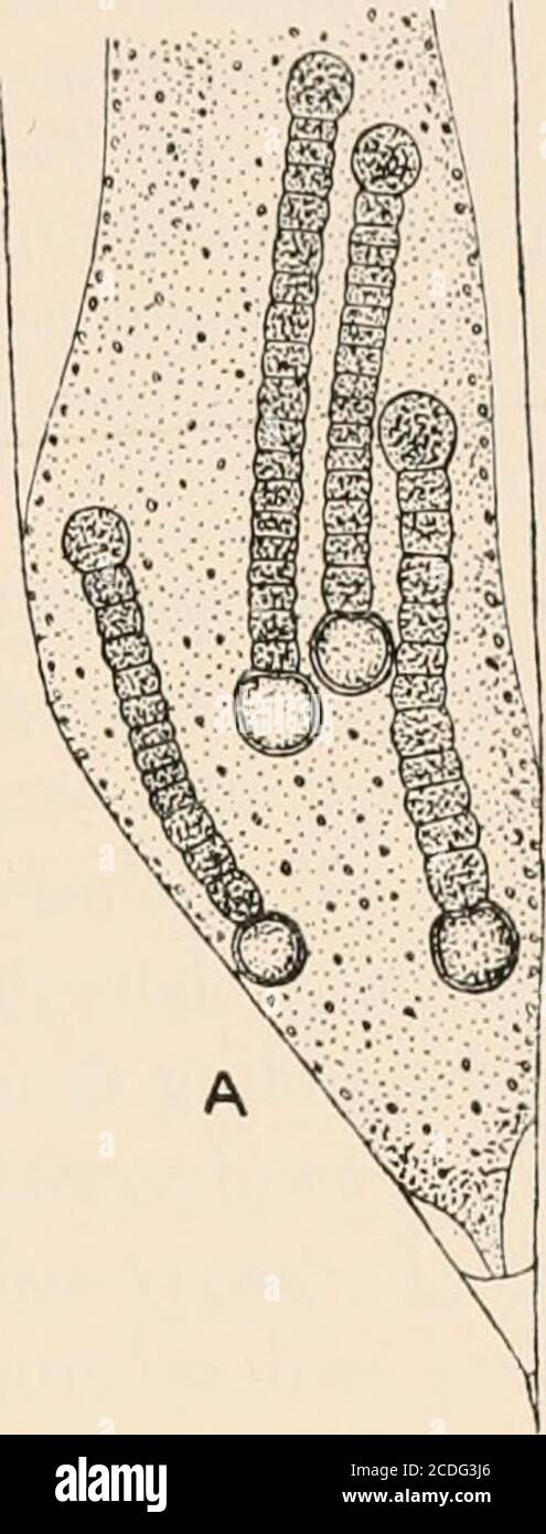 . Algæ. Vol. I. Myxophyceæ, Peridinieæ, Bacillarieæ, Chlorophyceæ, ainsi qu'un bref résumé de l'occurrence et de la distribution de freshwat4er Algæ . a.z, à savoir Fig. 22. Partie d'une section transversale de la racine de Cycas ressemblant à un tubercule montrant la zone algale (a.E.I.) contenant Anabsena ci/cadearum Eeinke et certaines bactéries, c., liège; O.c., cortex externe; c.-à-d. cortex interne, x 400 (modifié de Spratt). L'environnement particulier n'a pas encore été étudié. Une autre occurrence les tiges de Gunnera. Hugo Fischer (04) a décrit une relation symbiotique betweencertain des Oscillatoriaceae que carpe Banque D'Images