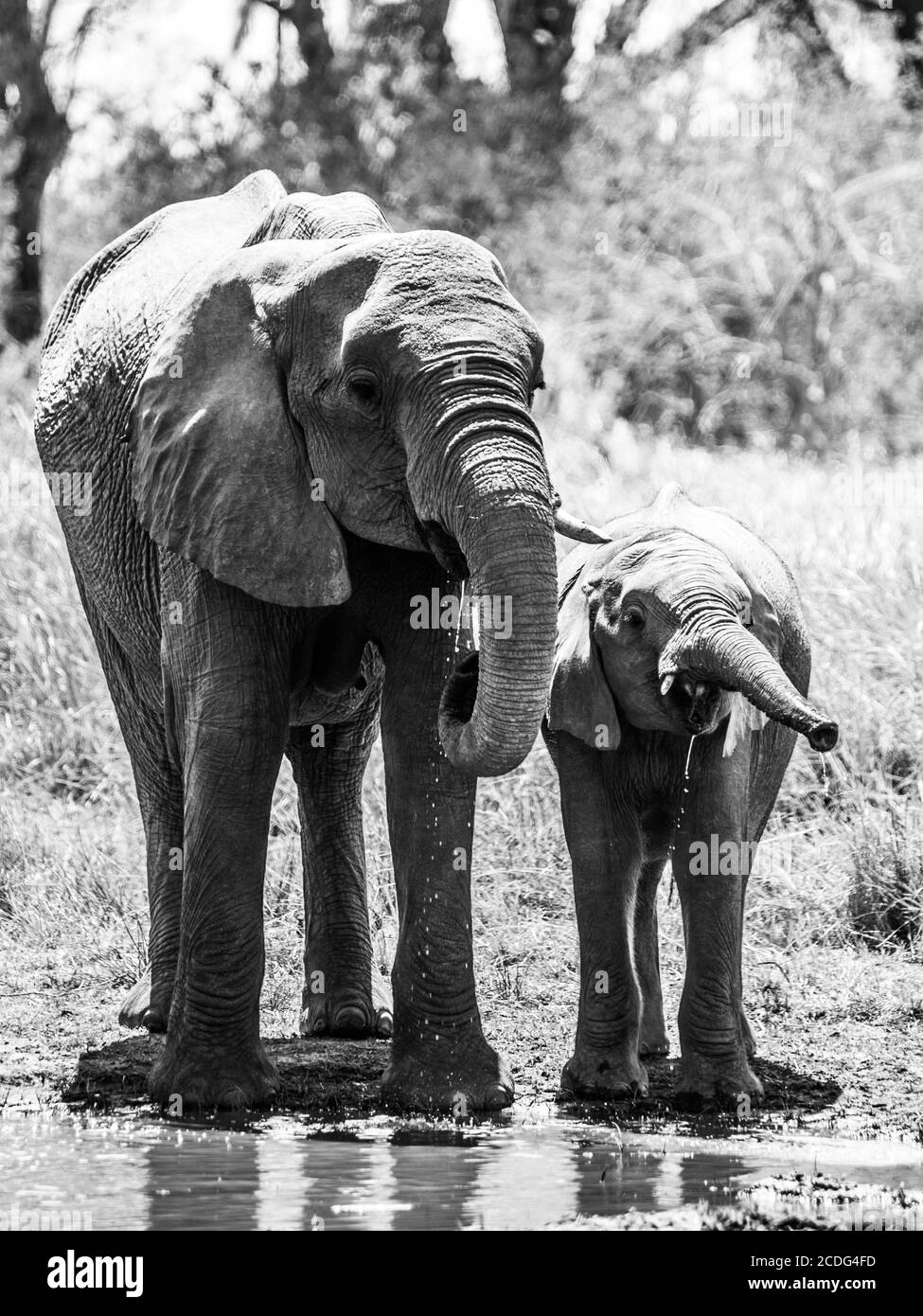 Troupeau d'éléphants africains assoiffés qui boivent de l'eau au trou d'eau. Réserve de gibier de Moremi, région d'Okavango, Botswana. Image en noir et blanc. Banque D'Images