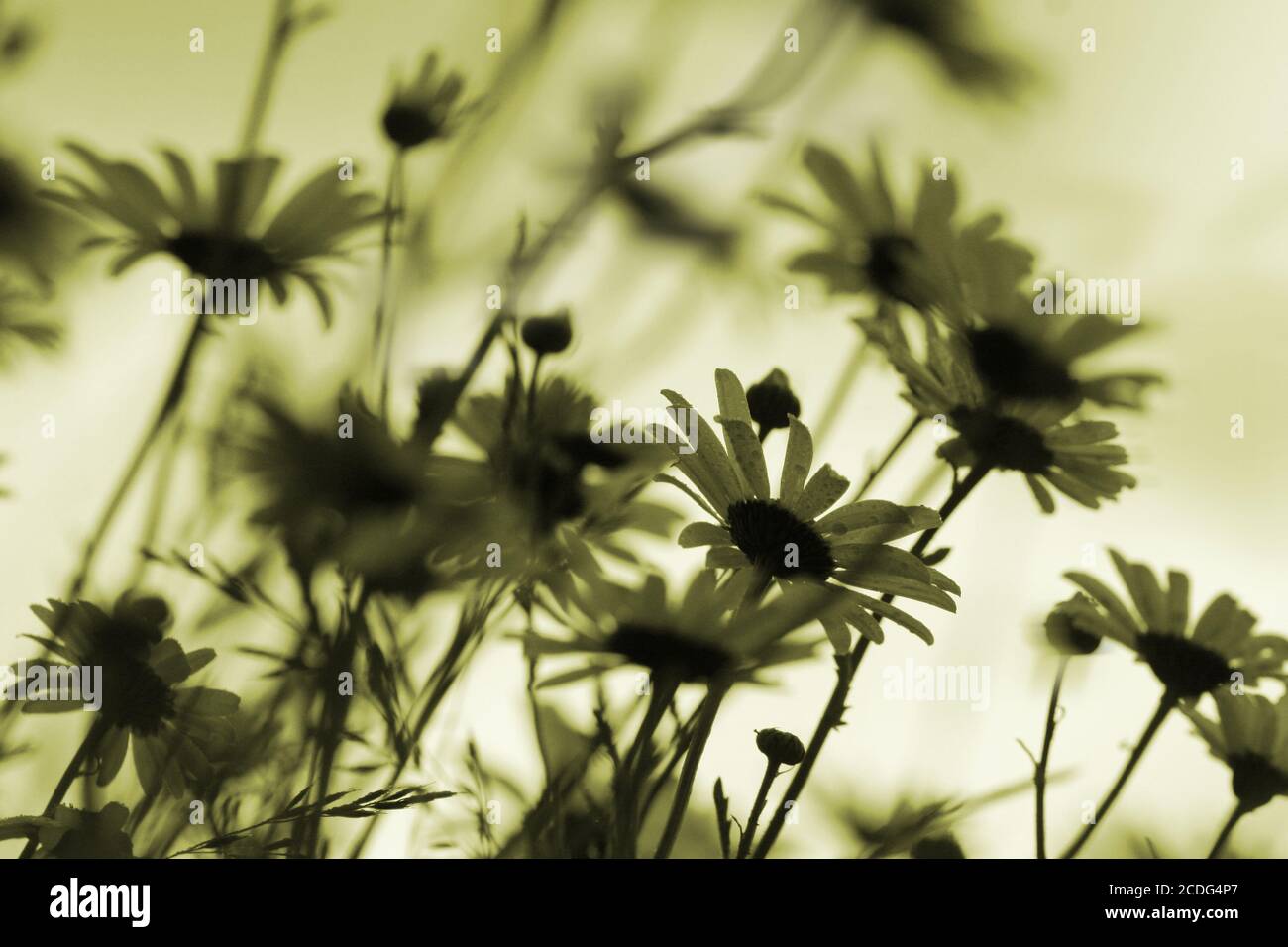 margeriten_silhouetten monochrome Banque D'Images