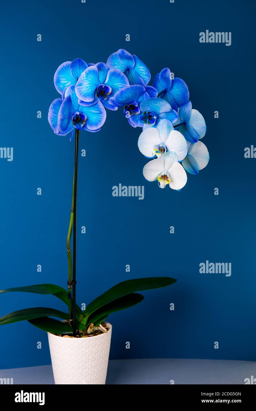 Orchidée de phalaenopsis en pot bleu et blanc sur fond bleu foncé classique.  Fleur artificiellement colorée dans un pot. Couleurs modernes Photo Stock -  Alamy