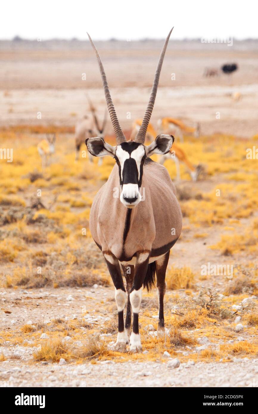 Vue de face de gemsbok, gemsbuck, oryx gazella, antilope. Originaire du désert de Kalahari, Namibie et Botswana, Afrique du Sud. Banque D'Images