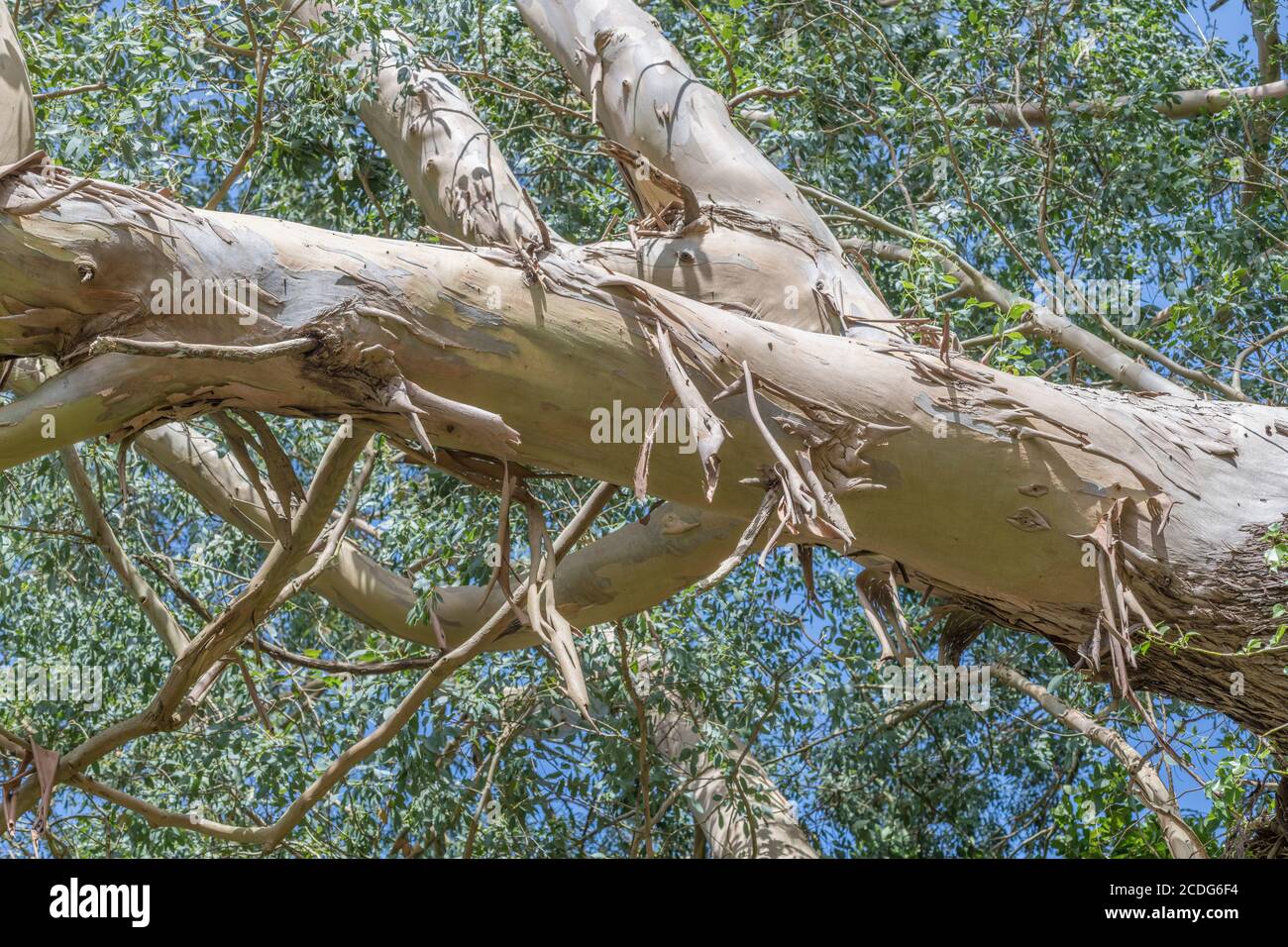 UK Eucalyptus / Gum Tree bauges et branches avec bleu ciel d'été. Peut-être Eucalyptus gunnii / Cider Gum, mais peut être E. niphophila ou E. urnigera Banque D'Images