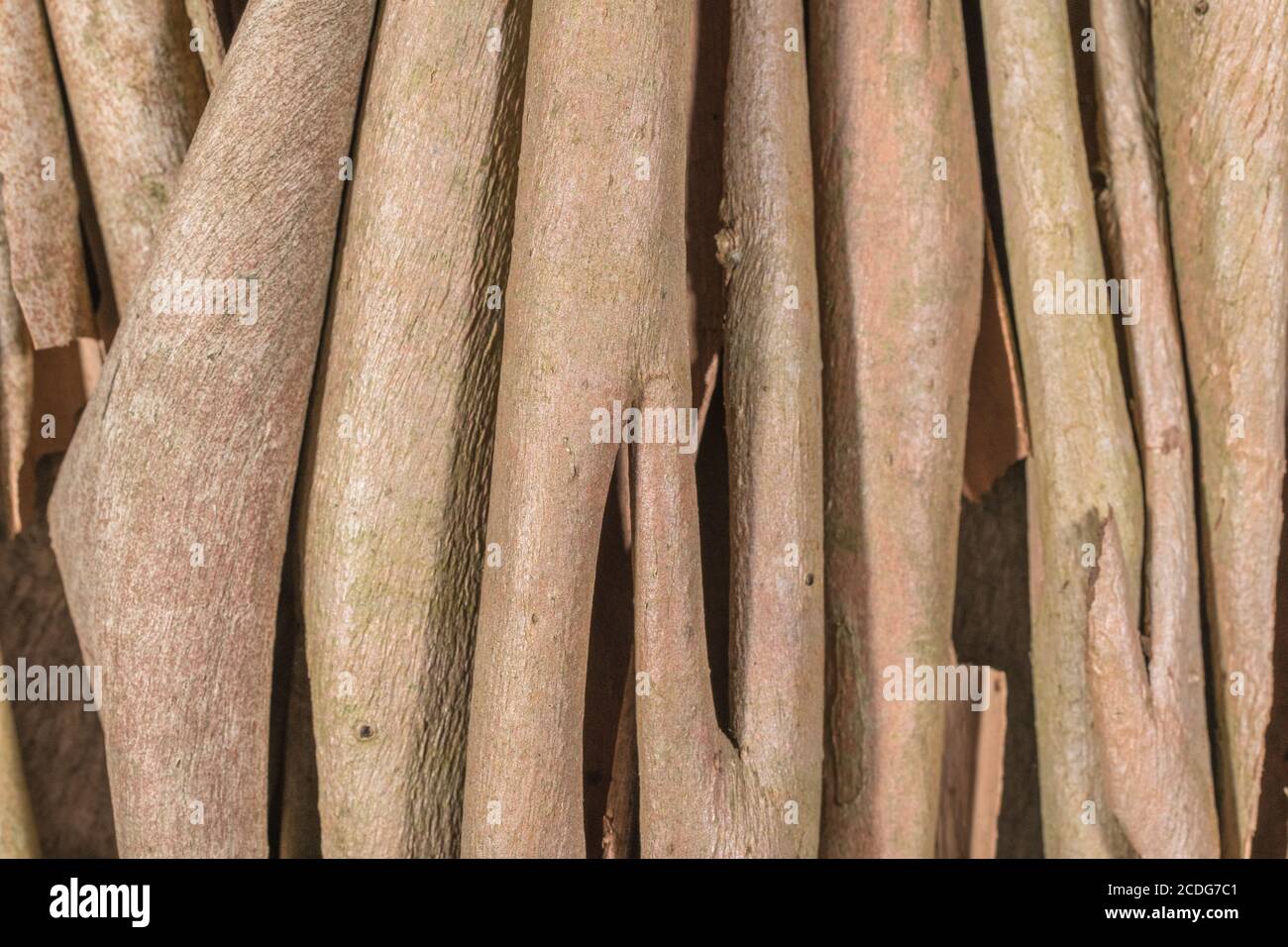 Gros plan de l'écorce pelée d'eucalyptus. Peut-être Eucalyptus gunnii / Cider Gum, mais peut être E. niphophila ou E. urnigera. Plante médicinale. Banque D'Images