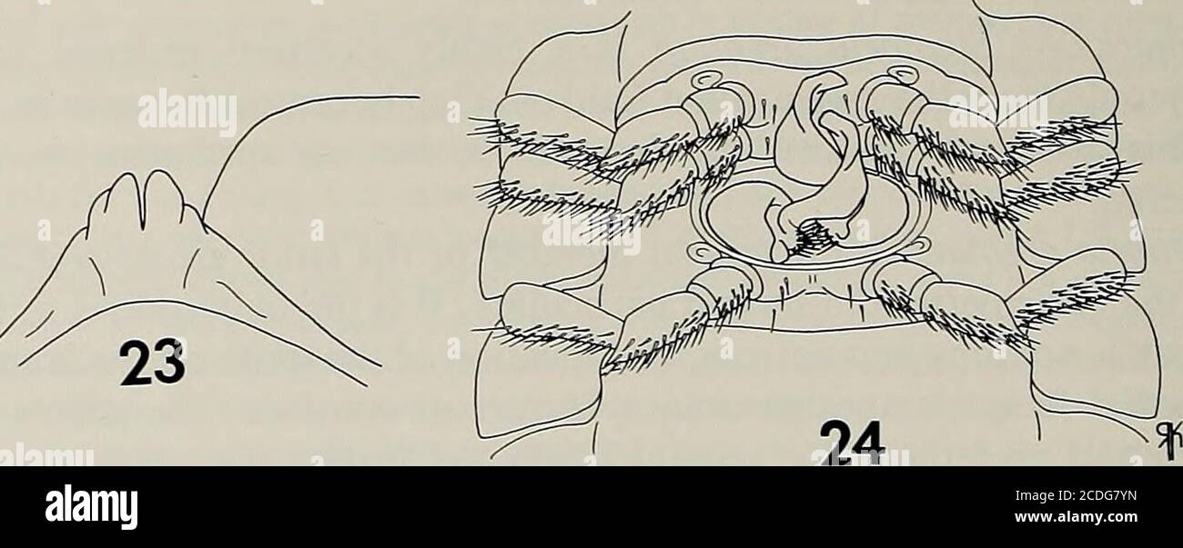 . Mémoires de l'American Entomological Society . paranota et bandes transversales rouges allongcaudal marges de metaterga; gonopodes avec les caractères diagnostiques suivants: Processus préfémoral petit, cuneate, orienté parallèle à l'arc d'ofacropodite de crête; acropodite épais et massif; zone basale avec lobeon basal surface ventrale; courbe antérieure aiguë, bien définie, située à environ 1/3longueur pic relativement plat et long, augmentant légèrement distad, environ 1/2 longueur d'ofacropodite; courbe apicale très vive, formant un arc de diamètre très étroit; zone distale courte, étroitement cachée sous l'extrémité distale du pic,visi Banque D'Images