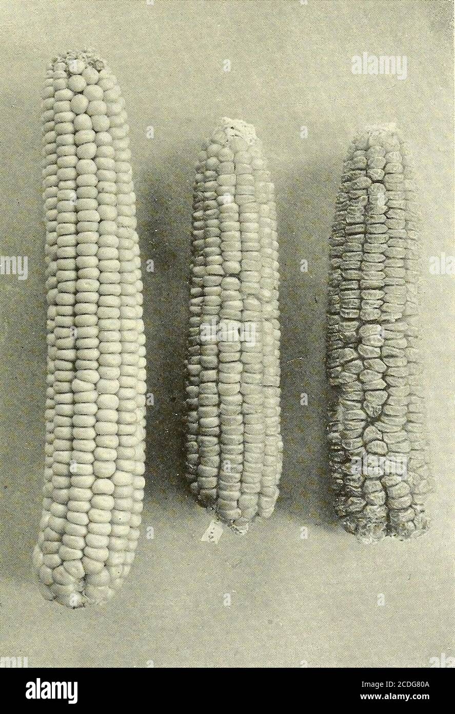 Héritage dans le maïs . a. Graines P2, Fi et F2 provenant de croisages  entre les voyelles n° 19 Evergreensugar et n° 2 Illinois à faible teneur en  protéines du maïs..