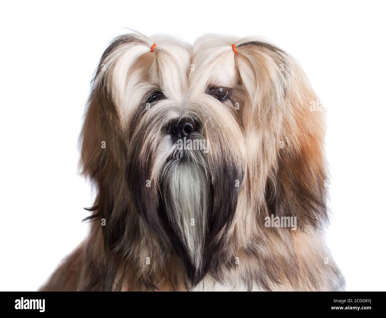 Portrait de chien Lhassa Apso Banque D'Images