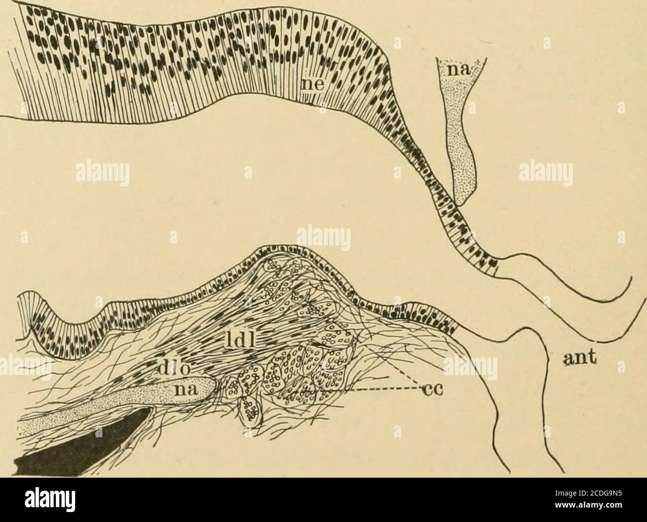 . Journal de morphologie . Figure 6.—coupe transverse throngli région nasale antérieure d'un adultCryptobranchus allegheniensis. Abréviations comme dans les figures précédentes. Figure 7.—Section frontale à travers la partie antérieure de la cavitésnasde Cryptobranchus allegheniensis adulte. Abréviations : ant, naris externes ;cc, section transversale du muscle constricteur naris- dlo, origine du muscle dilatatoraire; IDL, section longitudinale du muscle dilatator. Autres abus comme dans les figures précédentes. Les glandes latérales nasales d'Amphiuma. 163 muscles nasaux plus stricts ou dilatators. D'autre part Banque D'Images