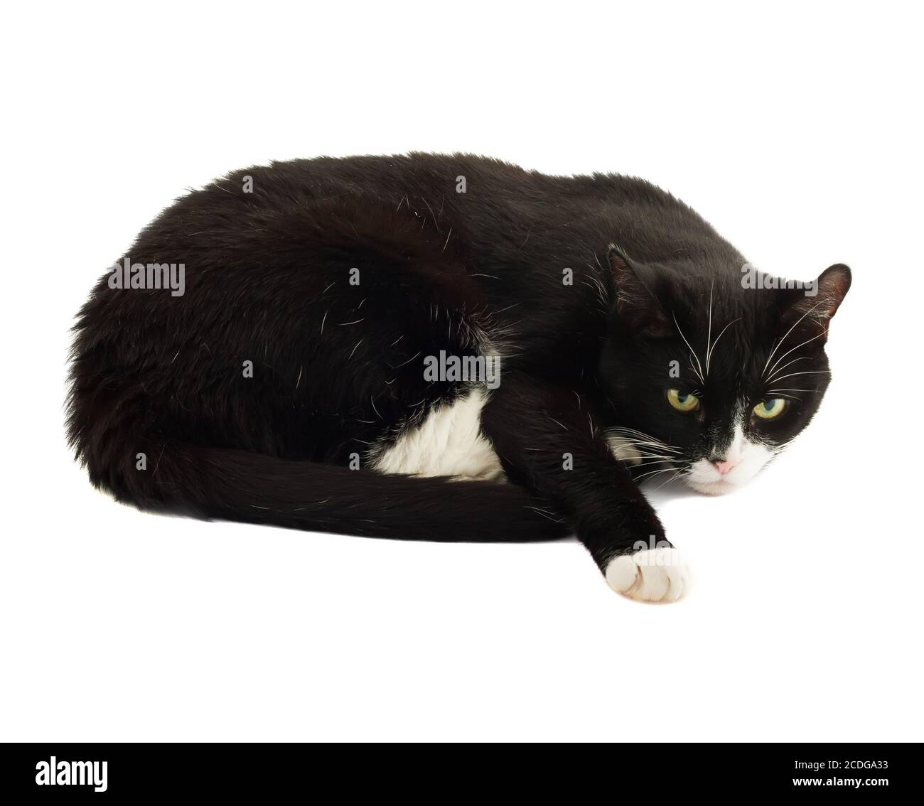 Chat noir et blanc sur fond blanc Banque D'Images