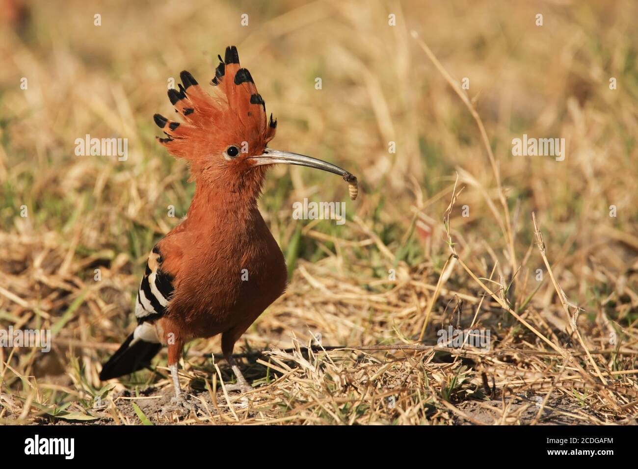 Hoopoe africain, Upupa africana, Afrique Banque D'Images