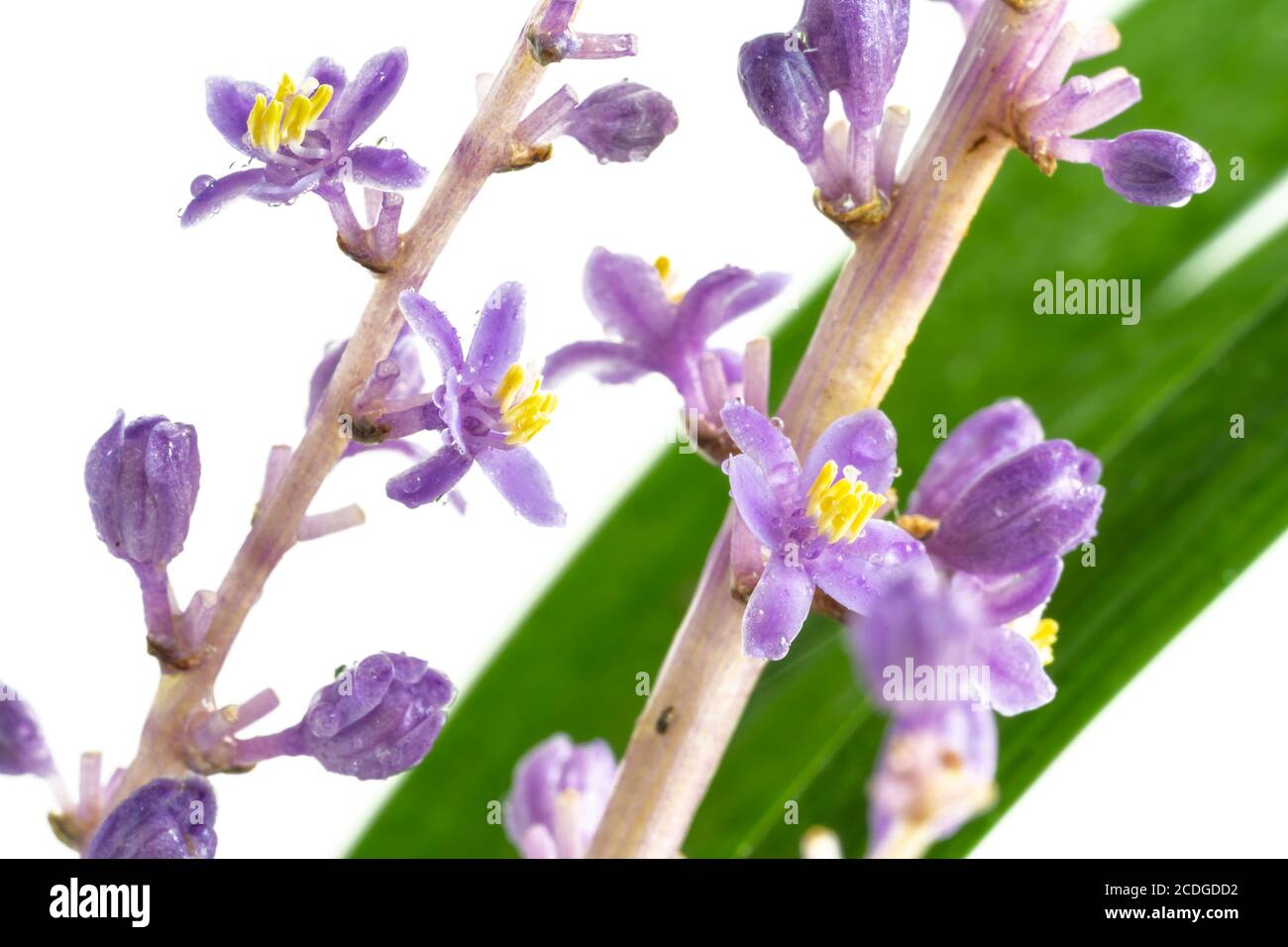 En été, dans le jardin en août, en Corée, Liriope platyphylla a un long bâton-comme lit de fleur avec beaucoup de petites fleurs, jolies fleurs pourpres. Banque D'Images