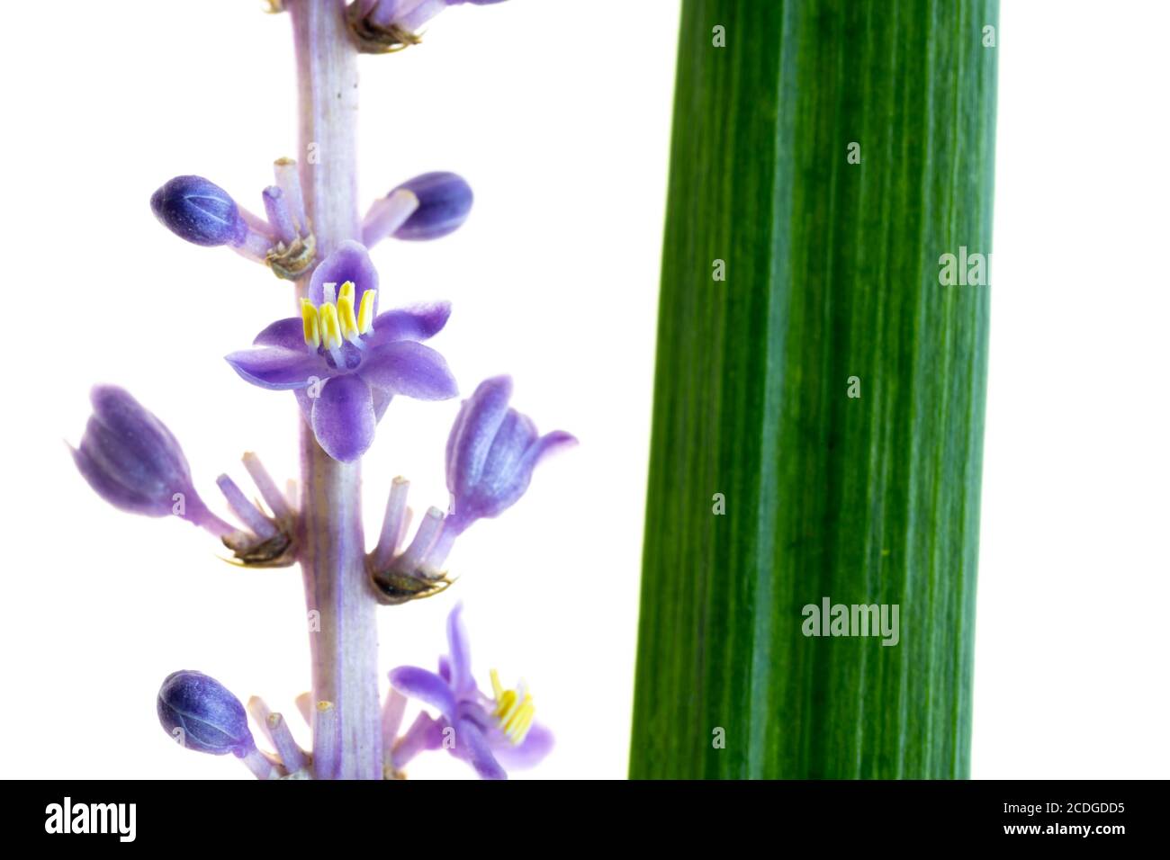 En été, dans le jardin en août, en Corée, Liriope platyphylla a un long bâton-comme lit de fleur avec beaucoup de petites fleurs, jolies fleurs pourpres. Banque D'Images