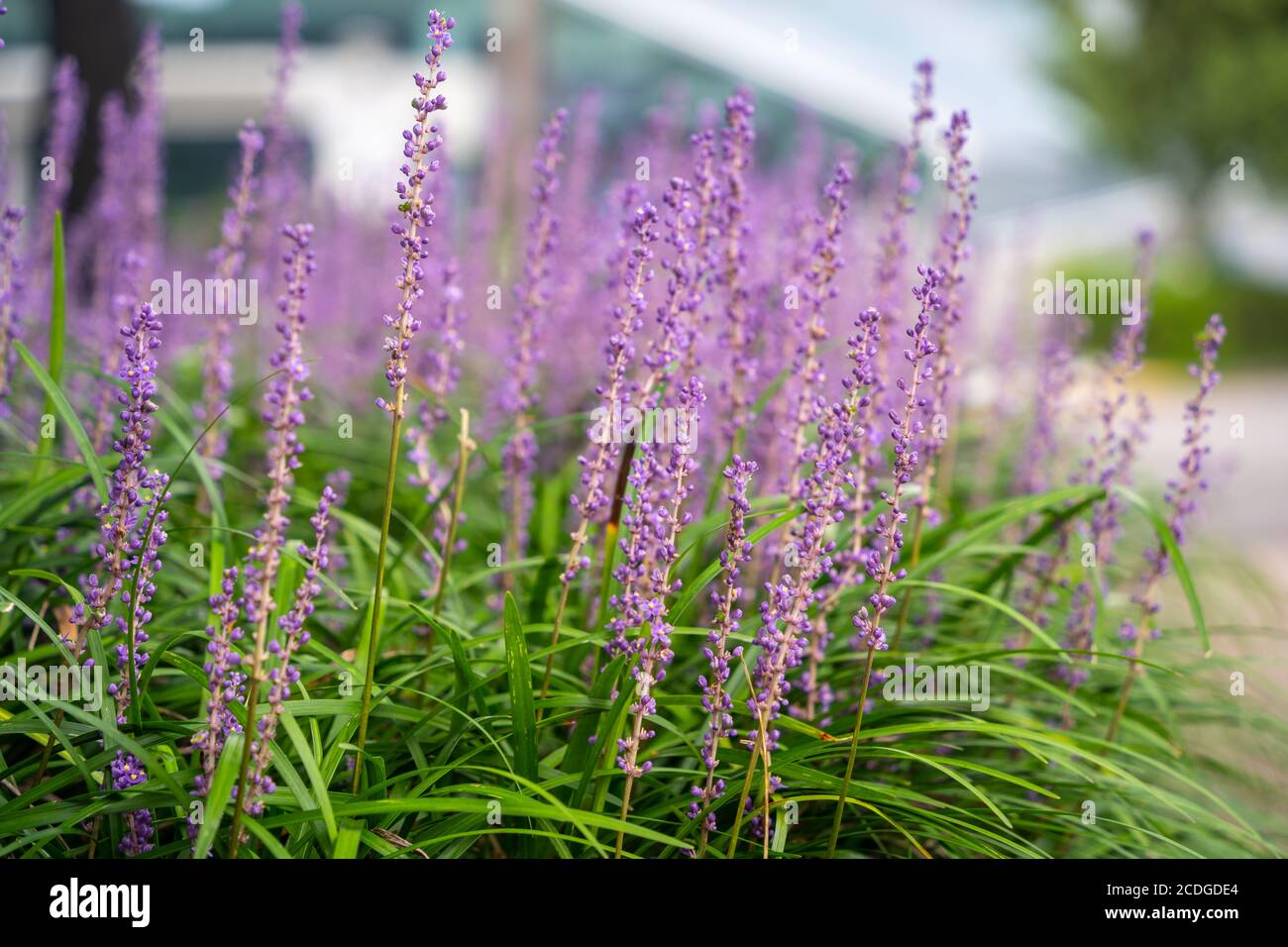 En été, dans le jardin en août, en Corée, Liriope platyphylla a un long bâton-comme lit de fleur avec beaucoup de petites fleurs, jolies fleurs pourpres. Banque D'Images