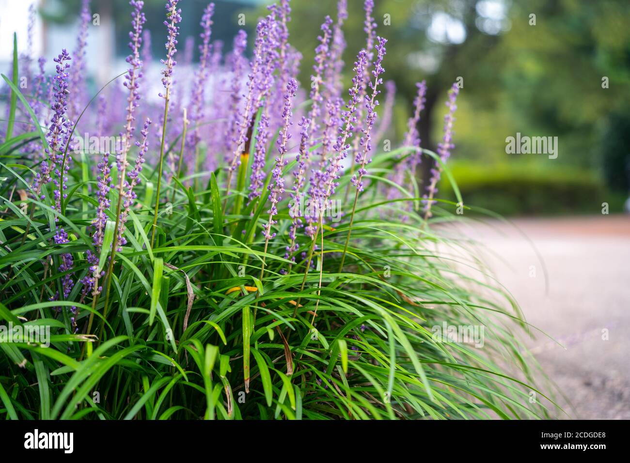 En été, dans le jardin en août, en Corée, Liriope platyphylla a un long bâton-comme lit de fleur avec beaucoup de petites fleurs, jolies fleurs pourpres. Banque D'Images