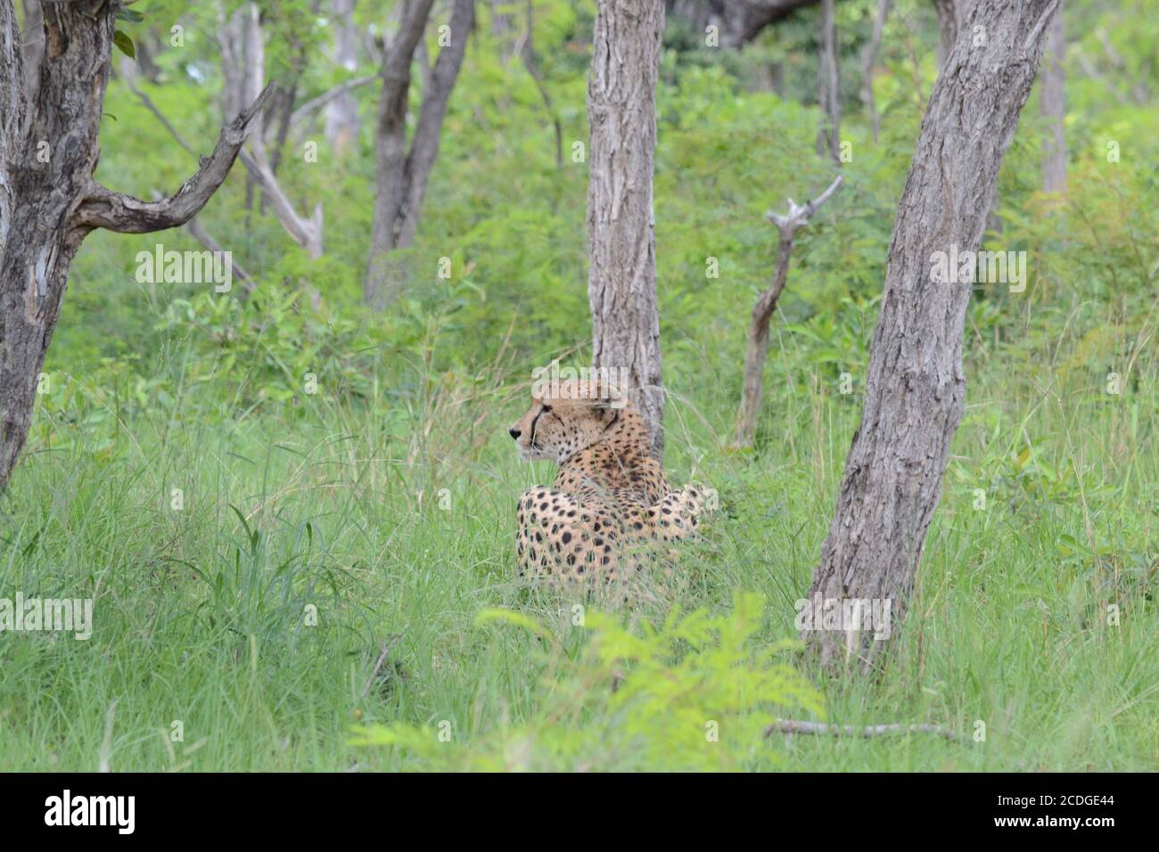 Guépard Banque D'Images