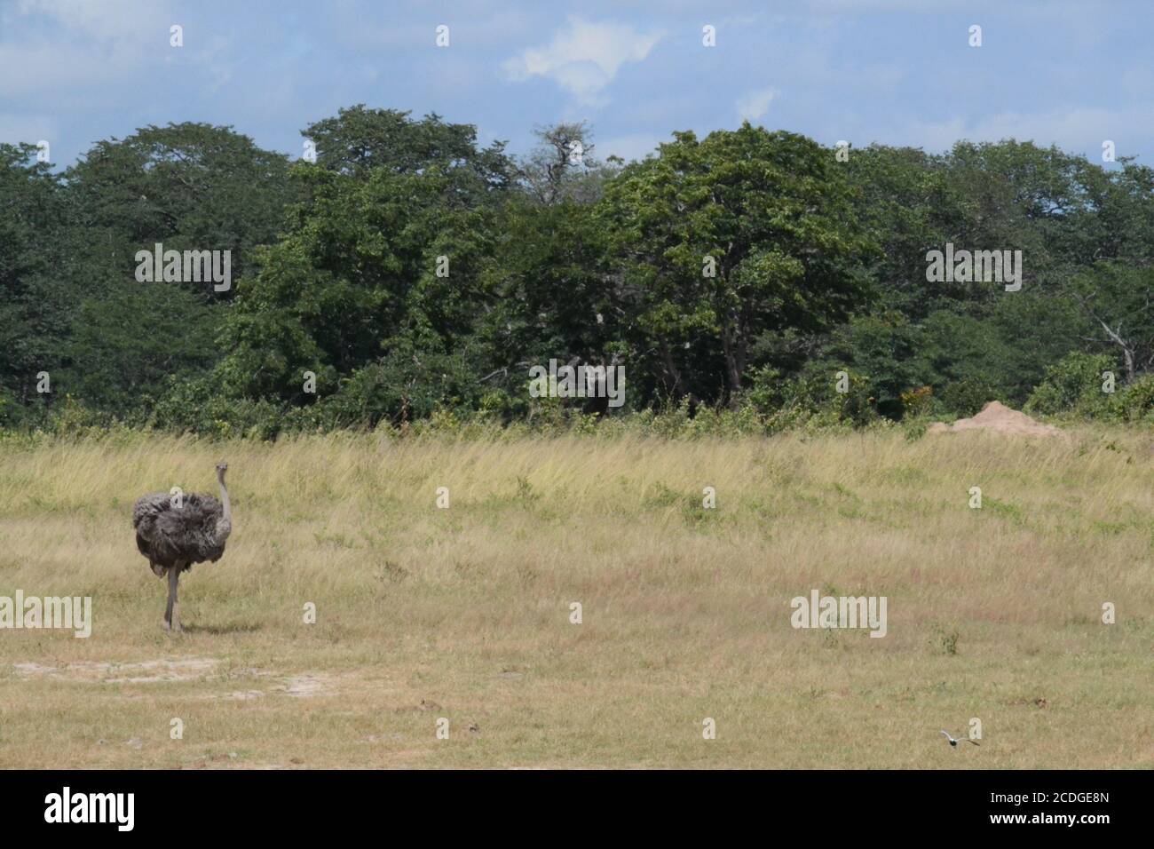 Autruche Banque D'Images