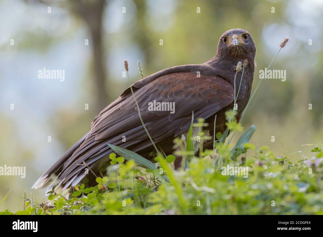 Le faucon de Harris (Parabuteo unicinctus) Banque D'Images