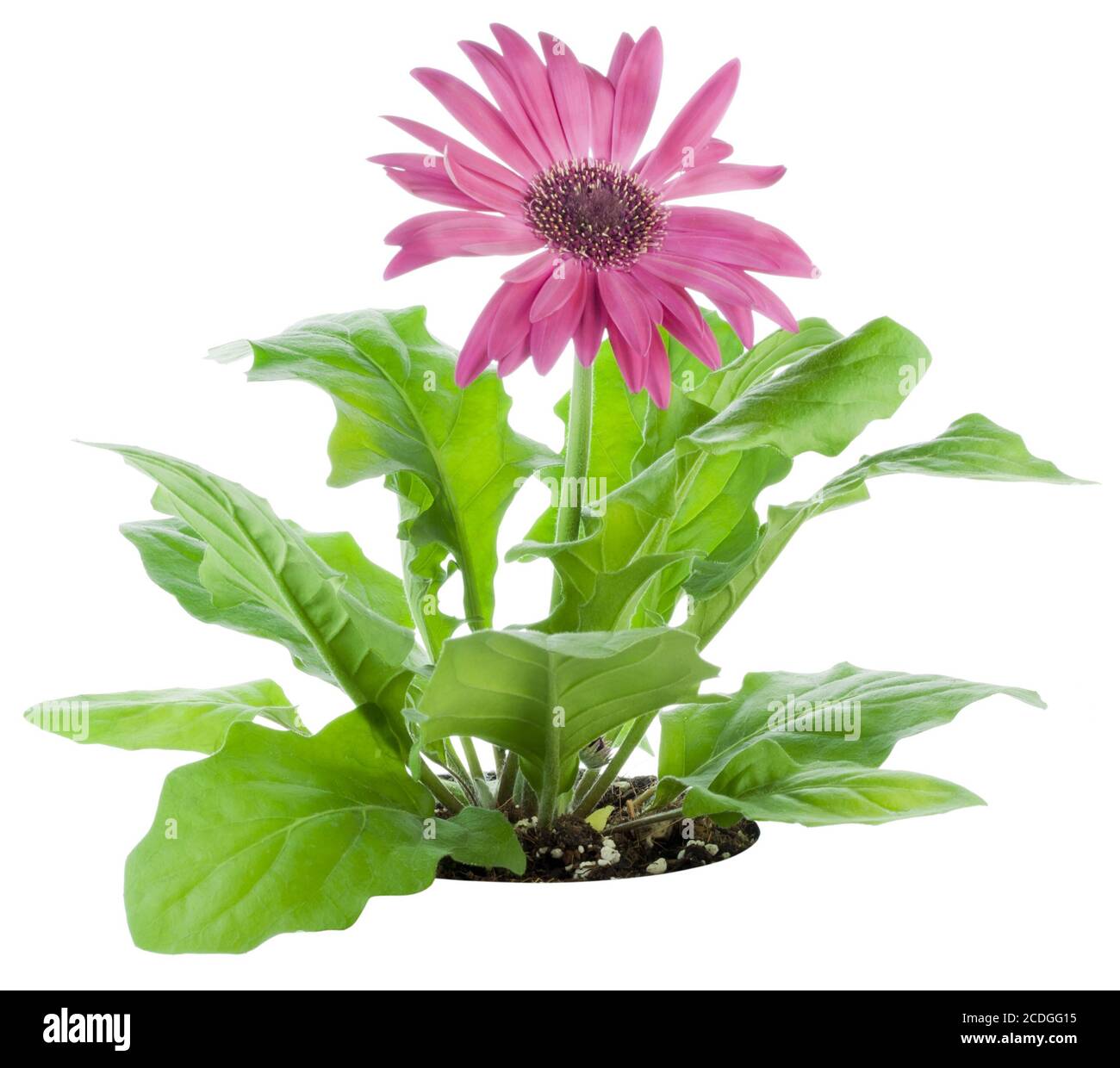 Fleur rose de Gerbera sur un lit Banque D'Images